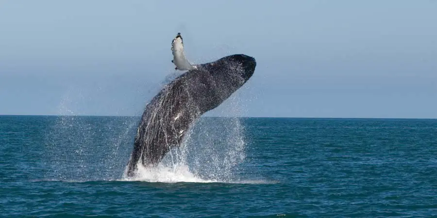 Whale Watching